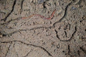 Wormbox