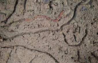 Wormbox